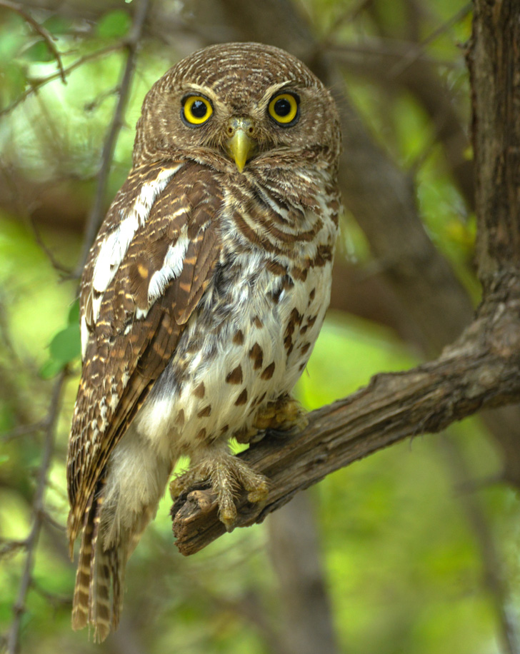 Dynamic Content Image