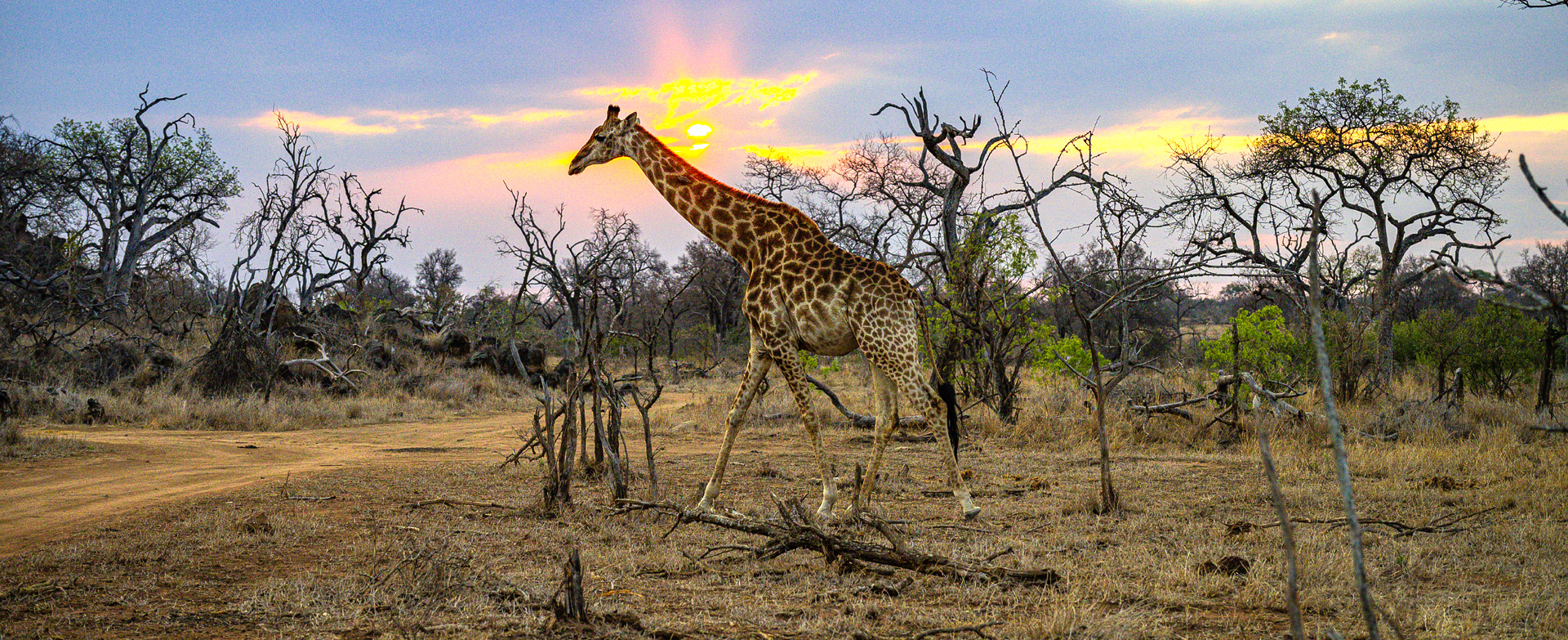 Dynamic Content Image