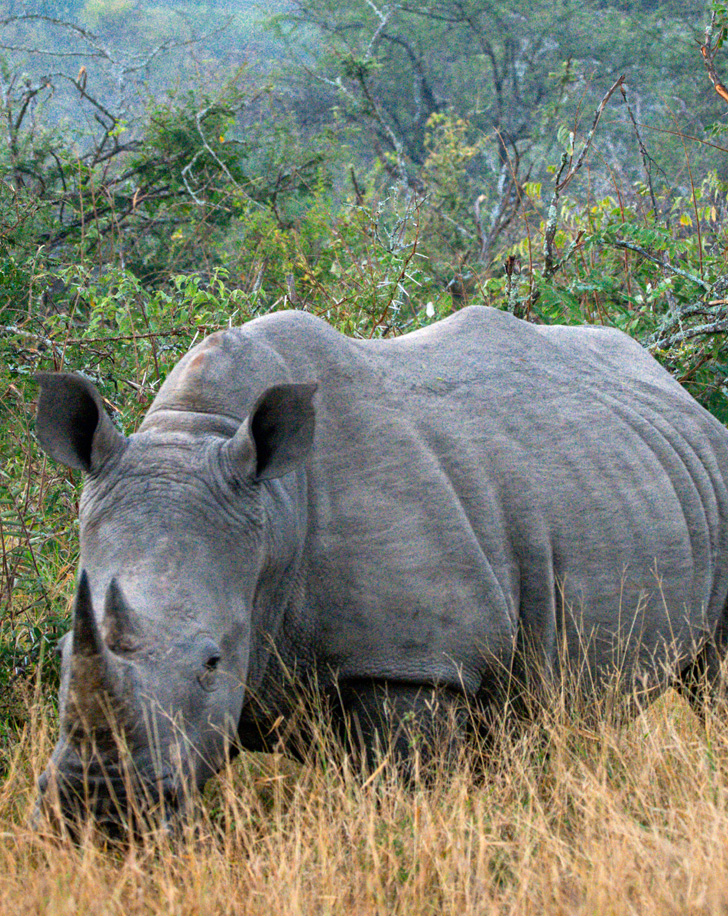 Dynamic Content Image