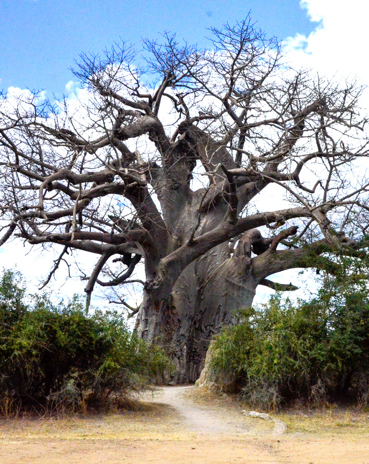 Dynamic Content Image