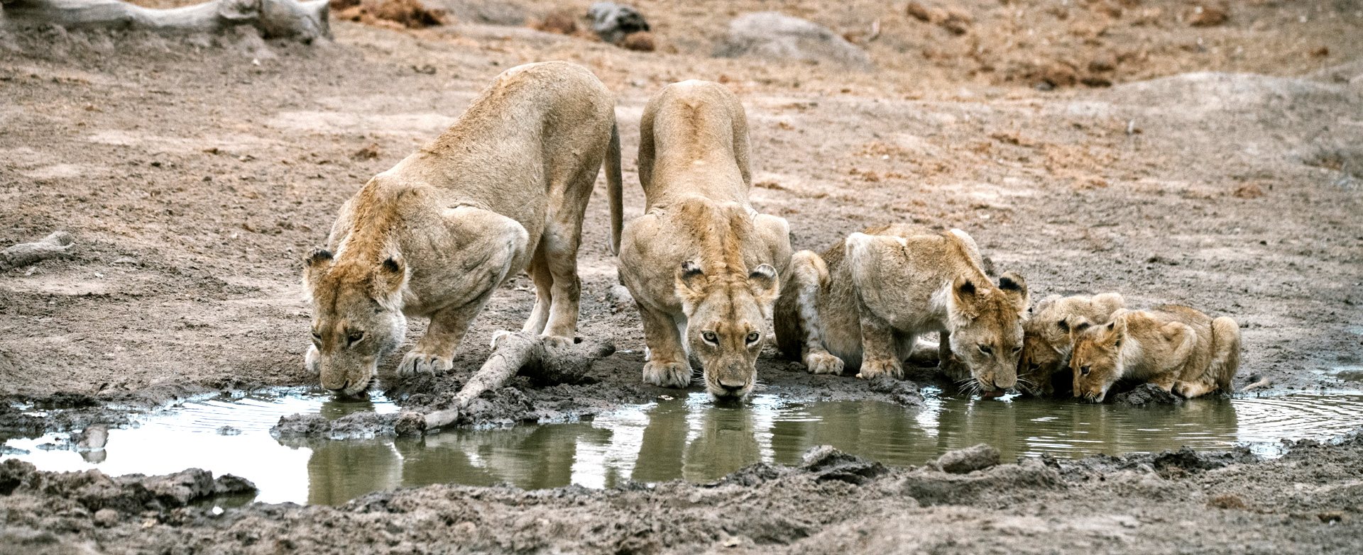 Dynamic Content Image