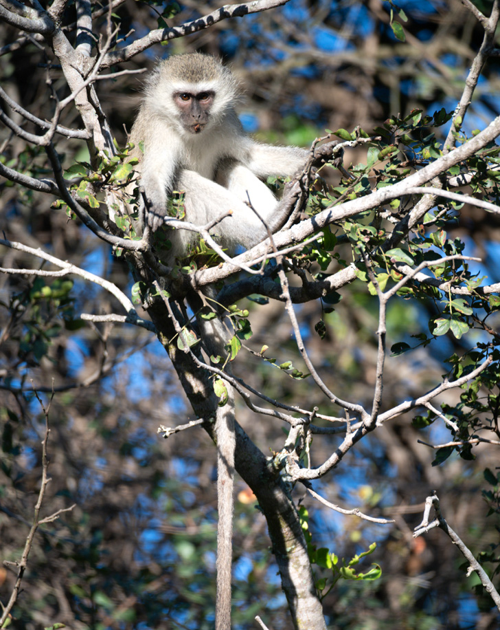 Dynamic Content Image