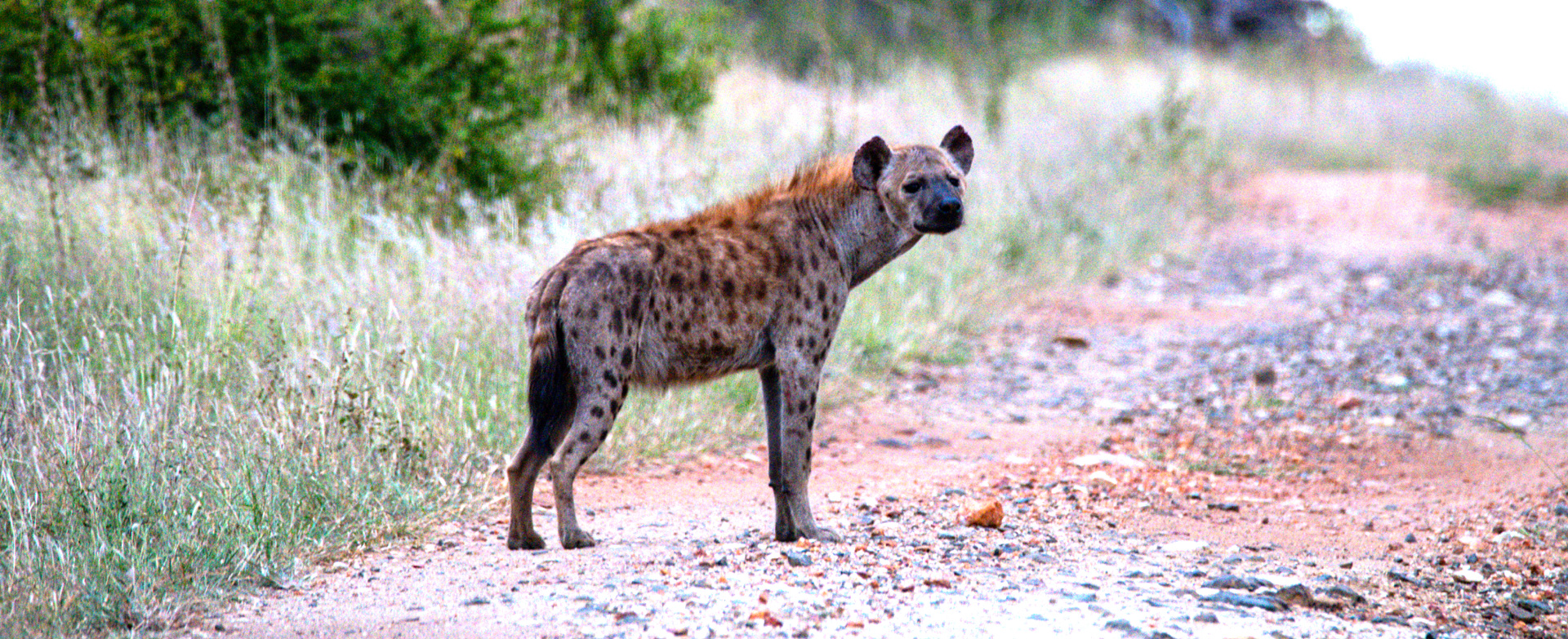 Dynamic Content Image