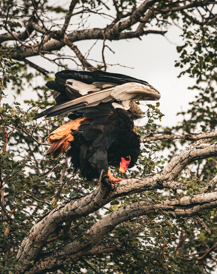 Dynamic Content Image