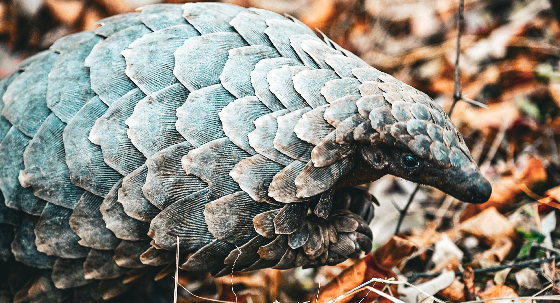 Dynamic Content Image