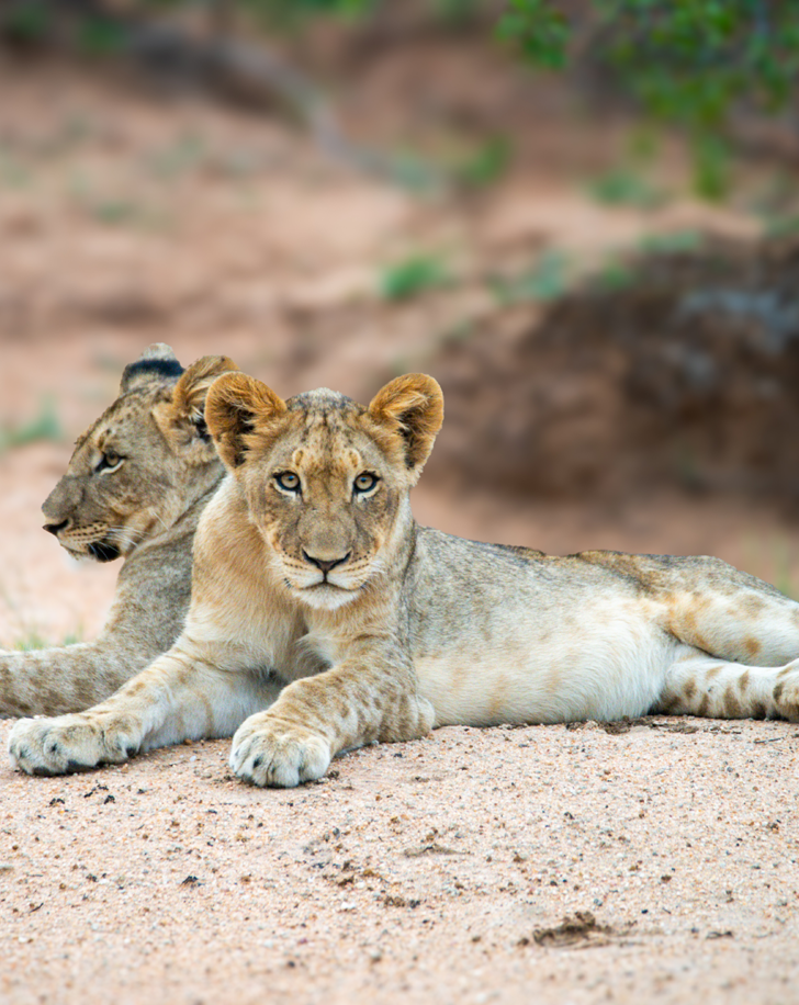 Dynamic Content Image