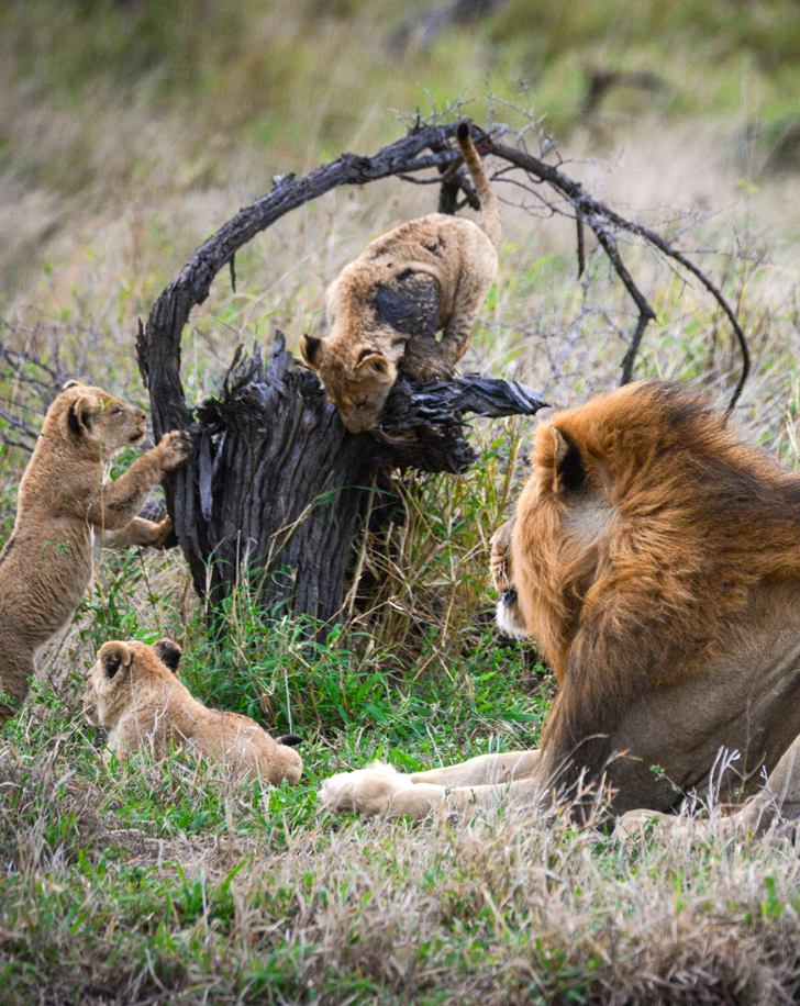 Dynamic Content Image