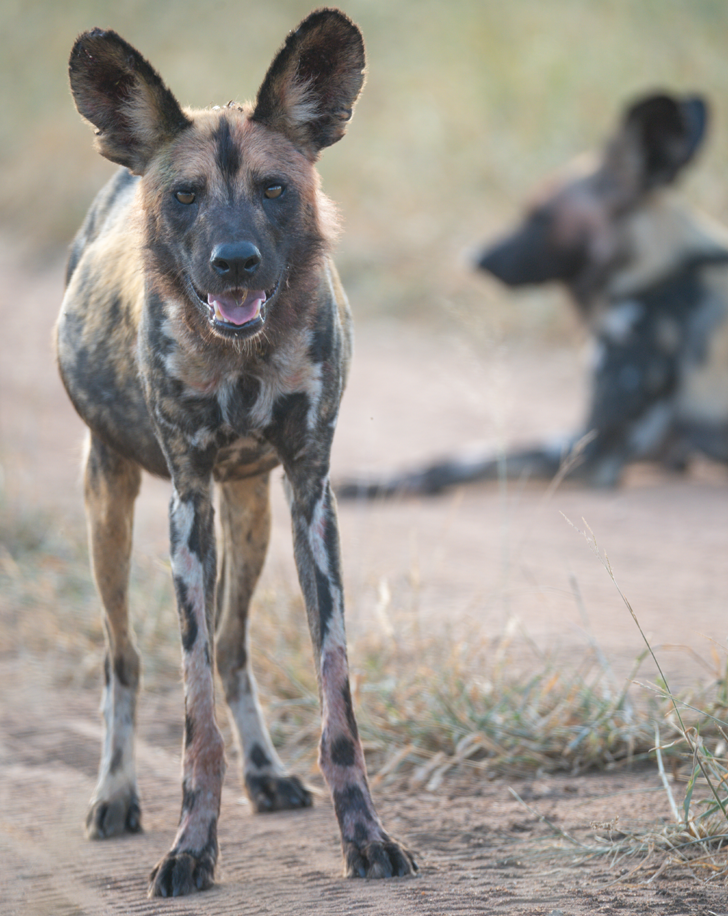 Dynamic Content Image