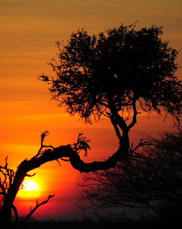 Dynamic Content Image