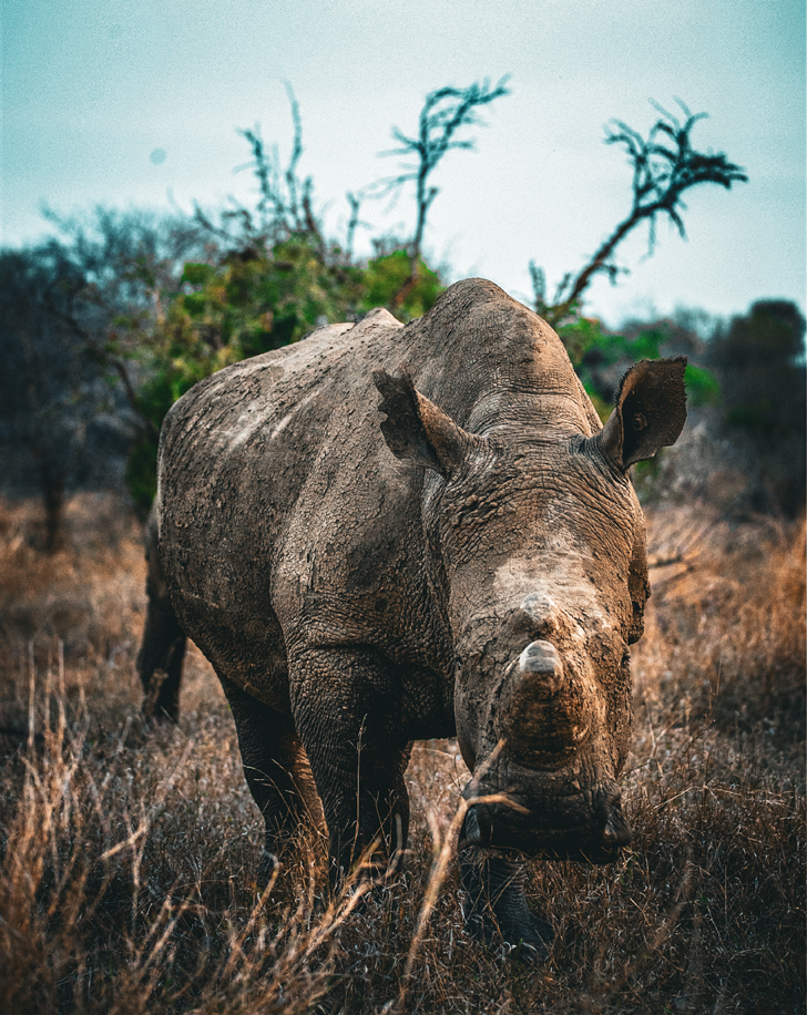 Dynamic Content Image